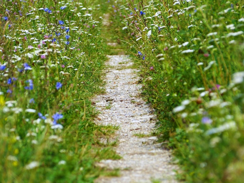 Nature Mindfulness Walks