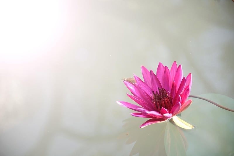 Lotus Pose Meditation